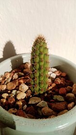 Kaktusy a sukulenty - 10