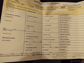 Prodám Shetlandskeho poníka s pp - 10