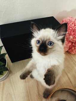3 krásná koťátka plemene Ragdoll 🖤🐈 - 10