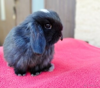 Zakrslý beránek, králíček, králík - ELLA - 10