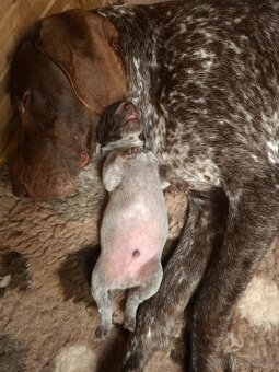 Německý ohař krátkosrstý s PP - 10