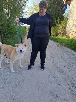 Akita Inu - 10