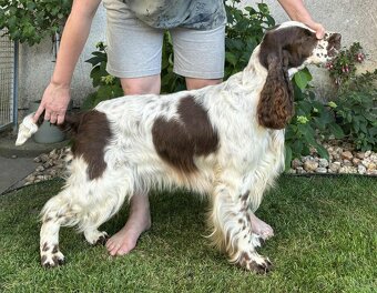 Anglický špringršpaněl štěně - 10