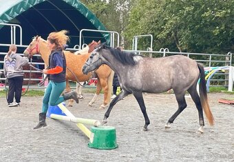 Sportovní pony klisna 3 roky. - 10