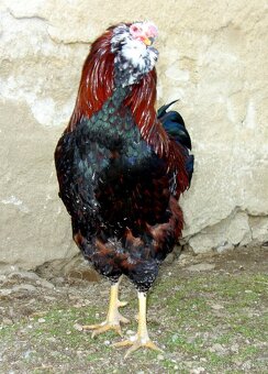 Kuřata - Orlovka pestrá - 10