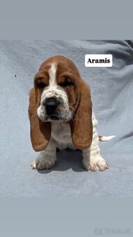 Štěňata Basset hound - 10
