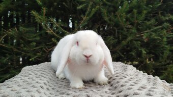 Zakrslý beránek, králíček, králík - WILLIAM - 10