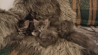 KOŤÁTKA MAINSKÁ MÝVALÍ - 10