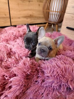 Francouzský buldoček štěňátka - 10