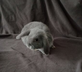 Zakrslý beránek králíček - 10