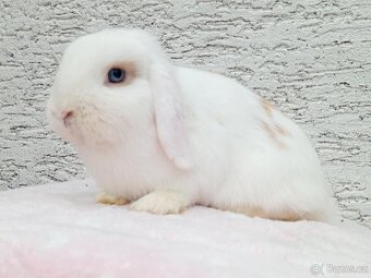 Volná samička - Anglický Zakrslý Beránek MiniLop🍑 - 10