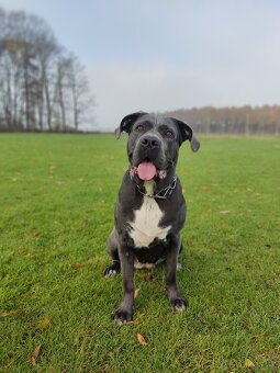 Cane corso - štěňata s PP (FCI) - 10