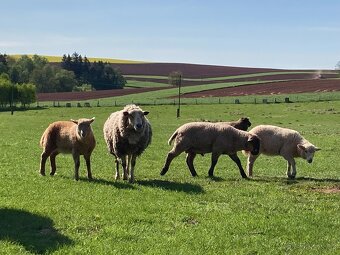 Prodám letošní jehňata - kříženci Suffolk - 10