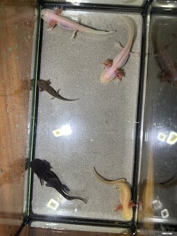 Axolotl mexický - Vodní dráček - 10
