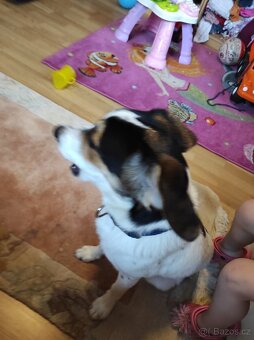 Štěně Jack Russel - 10