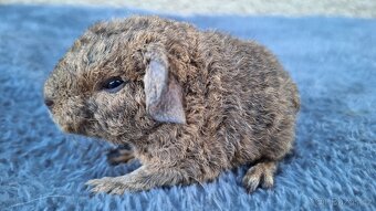 morče US teddy - 10