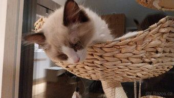 Koťátka Ragdoll - 10