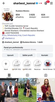 Jorkšírsky teriér s PP FCI, fenečky - 10