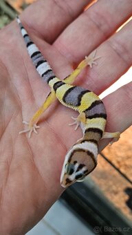 Gekoncik noční - samice 800 fotky na ubrousku - 10