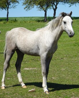 Prodám hřebečka Welsh pony, sekce B, s PP. - 10