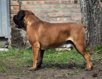 boerboel ballotada -chovná fena 1 rok - 10