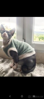 Kanadský sphynx - 10