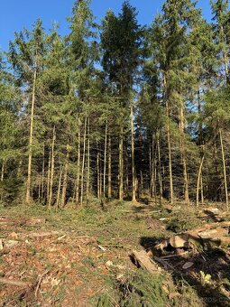 Prodej lesního pozemku v k.ú.Domašín okr.Vlašim - 10