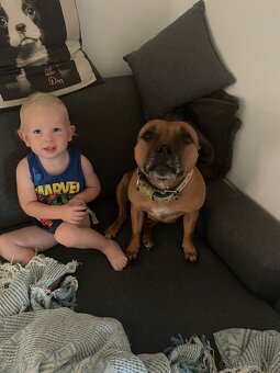 Stafordsirsky bulteriér s pp - 10