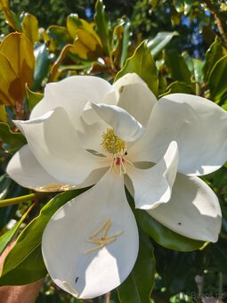 Exotické stále zelené keře - 10