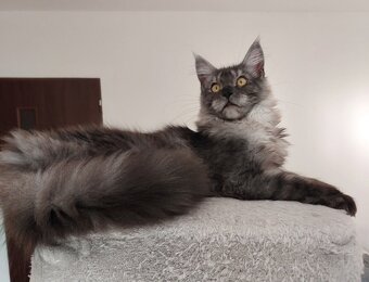 Maine coon, nainska myvalia s PP - 10