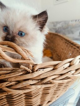 Koťátka Ragdoll bez PP - 10