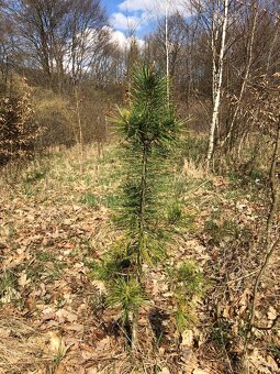 Sibiřský Cedr / Pinus Sibirica - 10