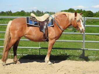 Klisna do rodiny hafling věk 10let výška 148cm - 10