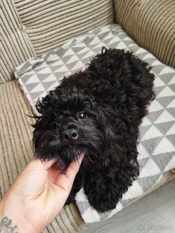 Maltipoo - 10