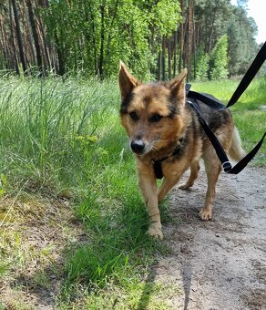 MAXÍČEK K ADOPCI - zlatíčko hledá svoji spřízněnou duši - 10