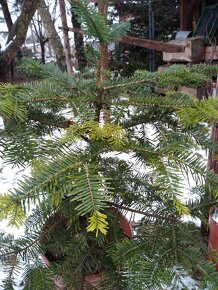 Jedlička a smrček pro Vás  stromeček Natur ze zahrádky - 10