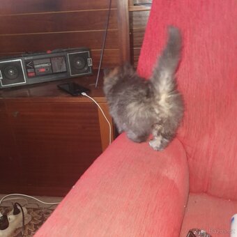 Ponukam maciatko - 10