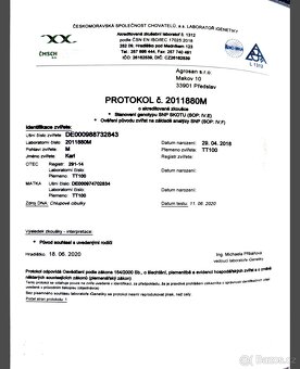 Plemenný býk Texas Longhorn na prodej - 10