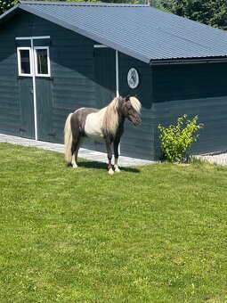 Minihorse klisna 3v1 - 10
