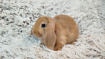 Zakrslý beránek, králíček, králík - JADYEN - 10