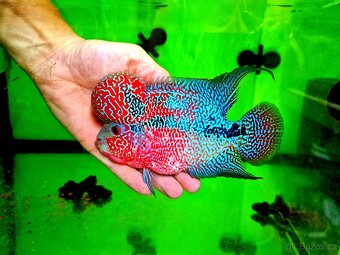Flowerhorn Super red Dragon. - 10