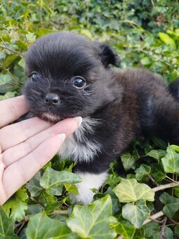 Pomeranian - 10