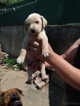 Štěňátka Labrador - 10