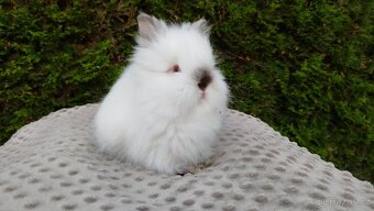 Zakrslý beránek, králíček, králík- ONDŘEJ A OLAF - 10