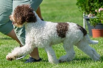 Lagotto romagnolo - štěňata s PP - 10