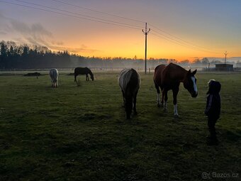 Nabízím aktivní ustájení-Paddock Paradise - 10