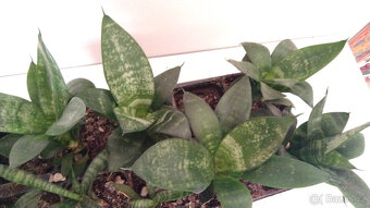 Tchýnin jazyk Sansevieria - různé druhy - 10