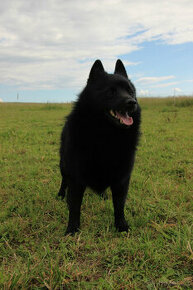 Šiperka s PP- nabízím krytí plnochrupým zdravým psem - 10