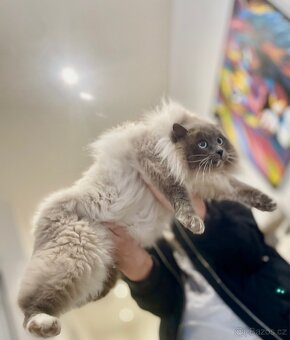 Luxusní ragdoll kocourek k odběru - 10