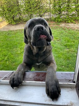 Cane Corso - 10
